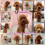 Txukunpet Peluqueria Canina – Peluquería Canina en Bilbao