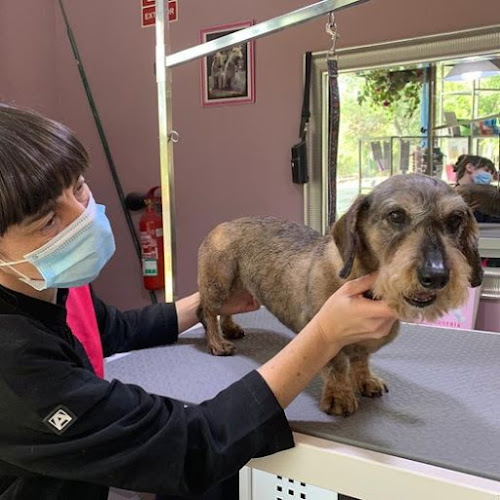 Universo Canino en Zaragoza