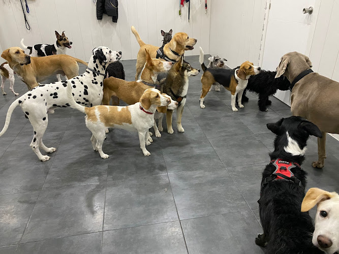 Updog Peluquería Y Guardería Canina en Madrid