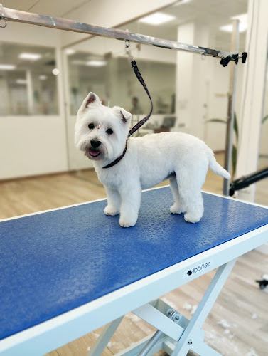 Updog Peluquería Y Guardería Canina en Madrid