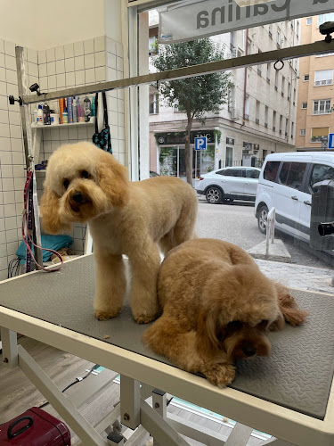 Updog Peluquería Y Guardería Canina en Madrid