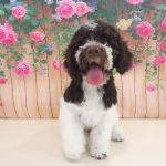 V&A Peluquería Canina – Peluquería Canina en El Campello