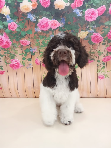 V&A Peluquería Canina en Alicante