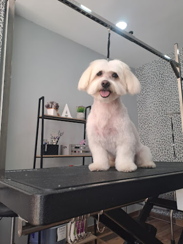 Valira, Peluquería Y Estética Canina Y Felina en Huelva