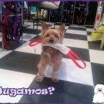 Vallekanino – Peluquería Canina en San Sebastián De Los Reyes