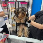 Van Dog – Peluquería Canina en Palma