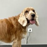 Vaya Pelazo By Alba García – Peluquería Canina en Gijón