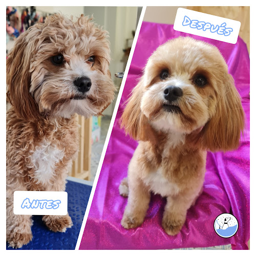 Ventre À Pattes • La Botiga I Perruqueria Per A La Teva Mascota en Barcelona