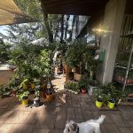 Verdecora Los Peñotes Alcobendas – Peluquería Canina en Alcobendas