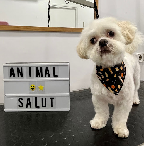 Veterinario A Domicilio Y Centro Veterinario Animal Salut en Barcelona