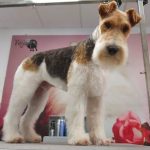 Veya Peluquería Canina Y Tienda (Ozonoterapia) – Peluquería Canina en Colindres