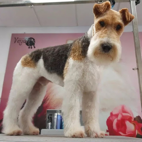 Veya Peluquería Canina Y Tienda (Ozonoterapia) en Cantabria