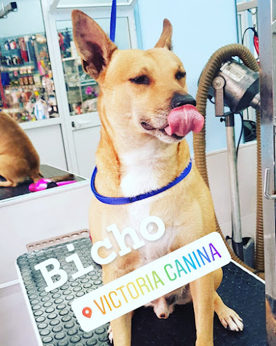 Victoria Canina en Málaga