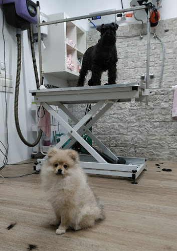 Villacan Peluquería Canina en Zaragoza