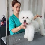 Violet's Peluquería Canina Y Academia De Peluquería Canina – Peluquería Canina en Santa Coloma De Gramenet