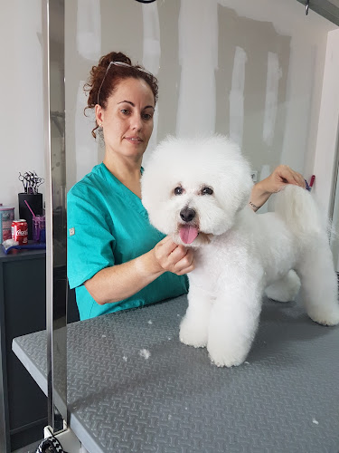 Violet's Peluquería Canina Y Academia De Peluquería Canina en Barcelona