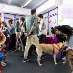 Vip Very Important Perros – Peluquería Canina en Palma