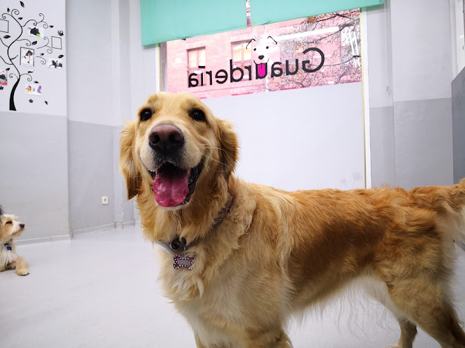 Vive Pets (Bº Chamberí) Hotel 24H, Guardería Y Peluquería Canina en Madrid