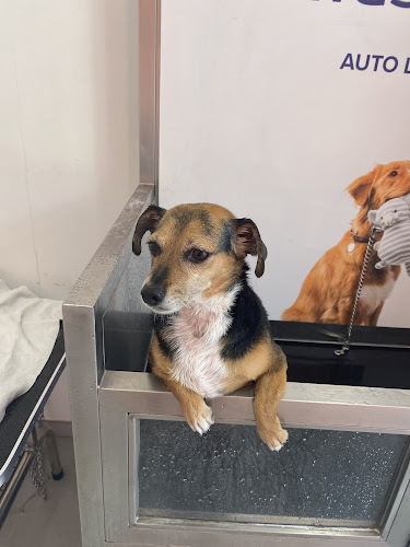 Washcot Peluquería Y Autolavado De Mascotas en Alicante