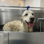 Washcotas – Peluquería Canina en Alcobendas
