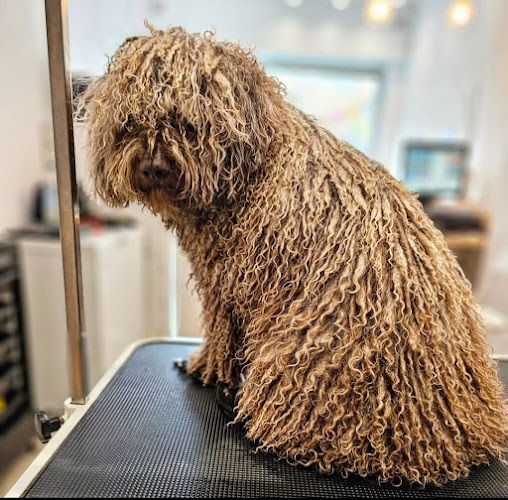 Wauw - Peluqueria Canina Especialistas En Perro De Aguas en Barcelona