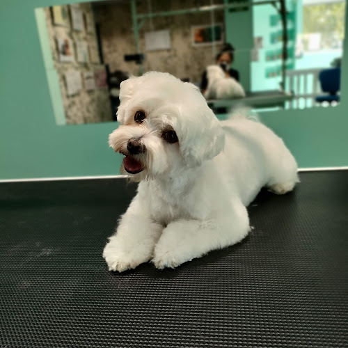 Wendy Peluquería Canina Buztintxuri. en Navarra