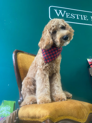 Westie Blvrd Barcelona Peluquería Canina en Barcelona
