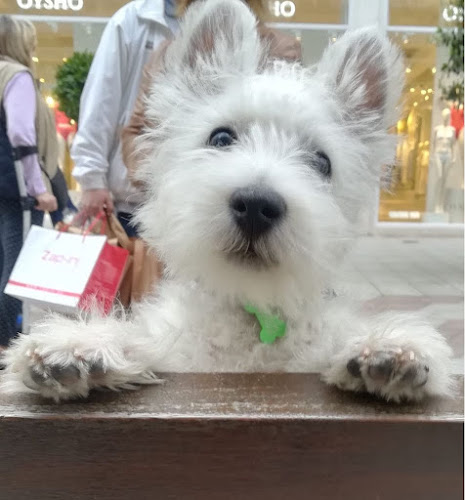 Westies Decarana. Solo West Higland White Terrier. en Navarra