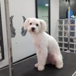 Ximena Leon Peluqueria Estética Canina – Peluquería Canina en L'hospitalet De Llobregat