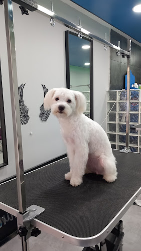 Ximena Leon Peluqueria Estética Canina en Barcelona