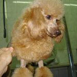 Xiriguau – Peluquería Canina en Xirivella