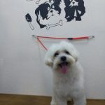 Yacoron Peluquería Canina @Peluqueriacaninayacoron – Peluquería Canina en Los Realejos