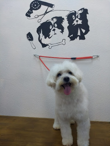 Yacoron Peluquería Canina @Peluqueriacaninayacoron en Santa Cruz De Tenerife