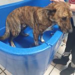 Yo Galgo Peluquería Canina – Peluquería Canina en Torrelavega