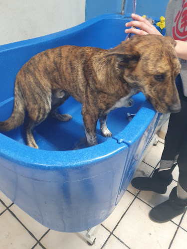 Yo Galgo Peluquería Canina en Cantabria