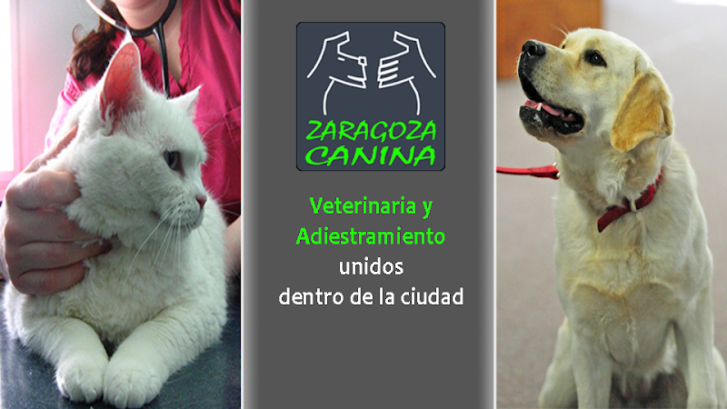 Zaragoza Canina en Zaragoza