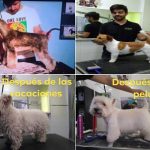 Zoofari Estilisme Caní – Peluquería Canina en Castellón De La Plana