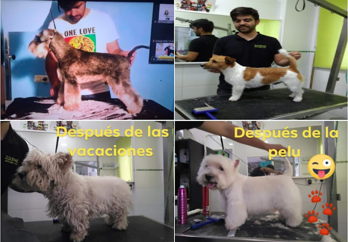 Zoofari Estilisme Caní en Castellón
