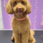 Zootropolis – Peluquería Canina en L'hospitalet De Llobregat