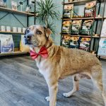 ¡ Oh Guau ! Peluquería & Spa Canino – Peluquería Canina en San Vicente Del Raspeig