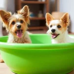 Guía para bañar a tu perro en casa fácilmente
