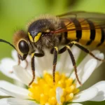 Oruga procesionaria: características y control de plagas